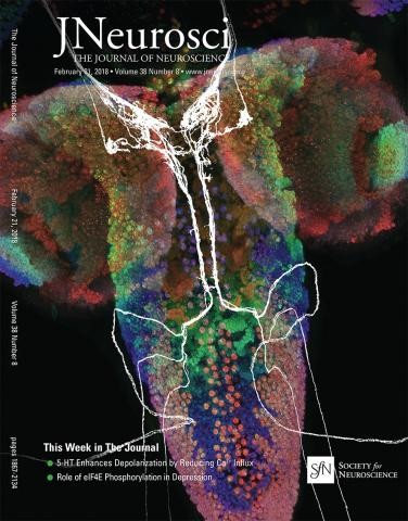 Sam's paper featured on the cover of The Journal of Neuroscience | Grueber  Lab