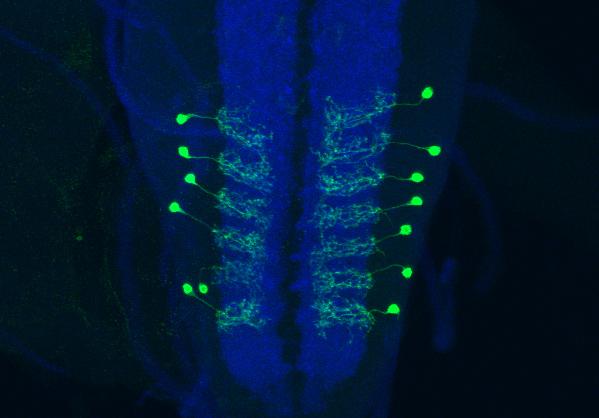 Interneurons 0