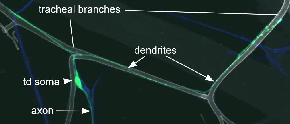 tracheal dendrite neurons growing along respiratory system