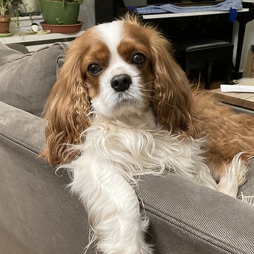 Pippy 1